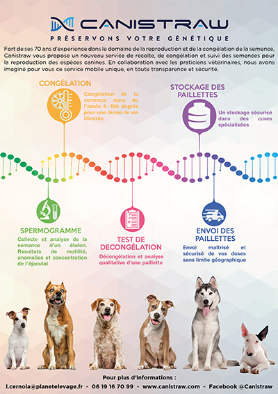 Flyer de reproduction canine : Informations pour de la reproduction canine Canistraw